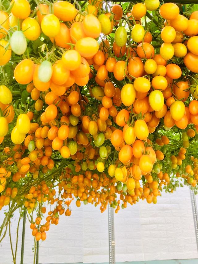 Với 5 triệu đồng, mẹ đảm Sài Gòn phủ kín sân thượng chỉ 50m² các loại trái ngọt, quanh năm sai trĩu cành - Ảnh 2.