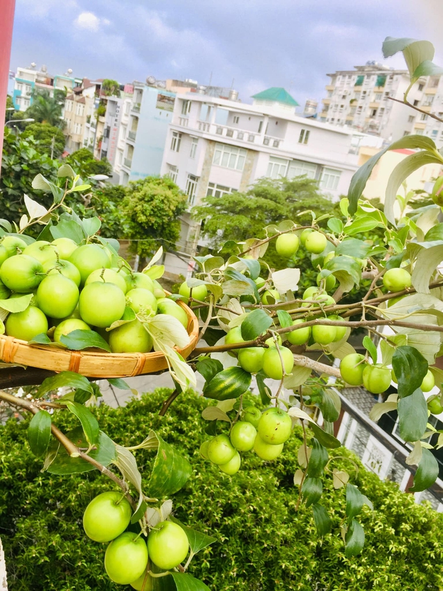 Với 5 triệu đồng, mẹ đảm Sài Gòn phủ kín sân thượng chỉ 50m² các loại trái ngọt, quanh năm sai trĩu cành - Ảnh 17.