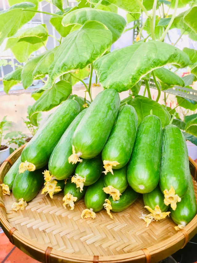 Với 5 triệu đồng, mẹ đảm Sài Gòn phủ kín sân thượng chỉ 50m² các loại trái ngọt, quanh năm sai trĩu cành - Ảnh 9.