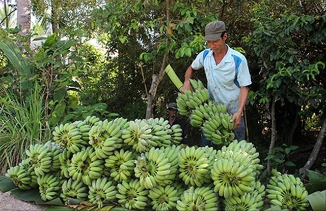  Hàng triệu tấn nông sản bí đầu ra  - Ảnh 1.