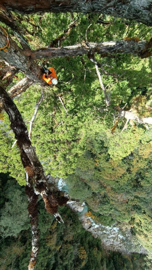 Nghề nguy hiểm: Thu thập hạt giống trên núi cao 5.000m hay hố sâu dưới lòng đất với những rủi ro không ai ngờ - Ảnh 9.