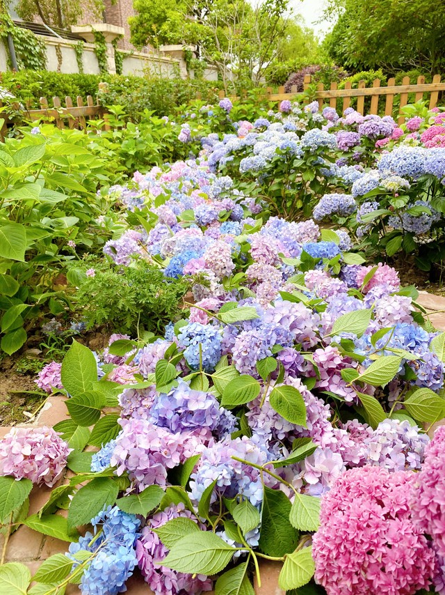 Khu vườn nhà được 2 bà cháu khéo chăm ngập tràn hoa cẩm tú cầu nở rộ đẹp tựa chốn thần tiên - Ảnh 13.