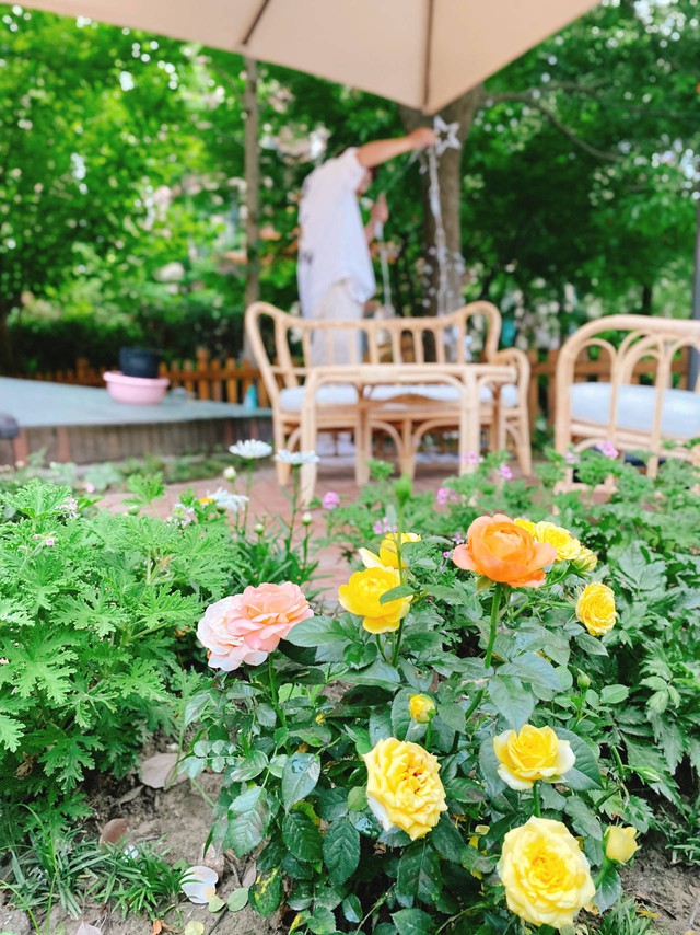 Khu vườn nhà được 2 bà cháu khéo chăm ngập tràn hoa cẩm tú cầu nở rộ đẹp tựa chốn thần tiên - Ảnh 20.