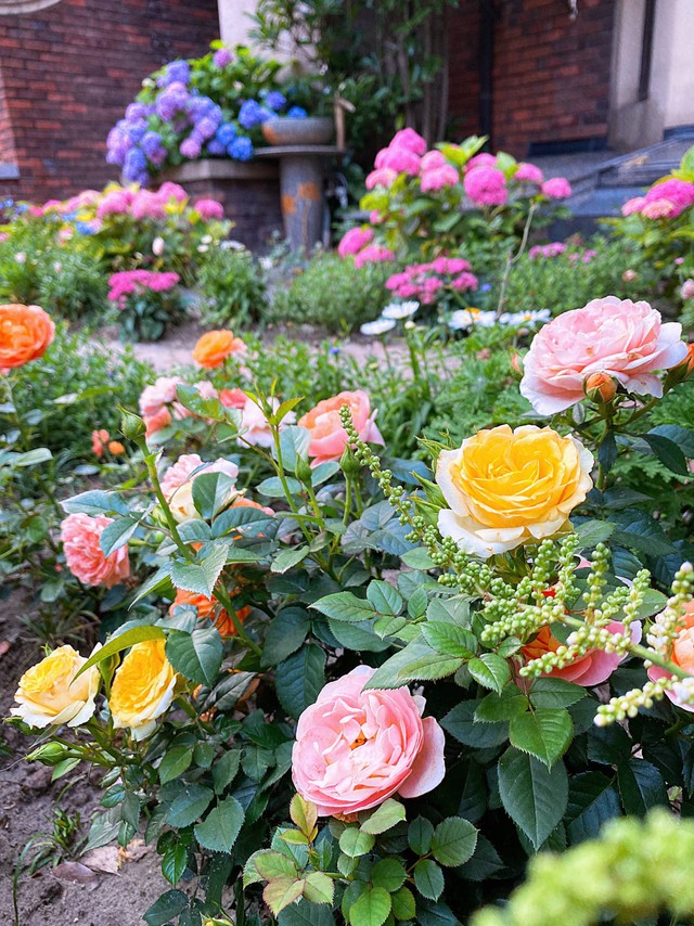 Khu vườn nhà được 2 bà cháu khéo chăm ngập tràn hoa cẩm tú cầu nở rộ đẹp tựa chốn thần tiên - Ảnh 22.