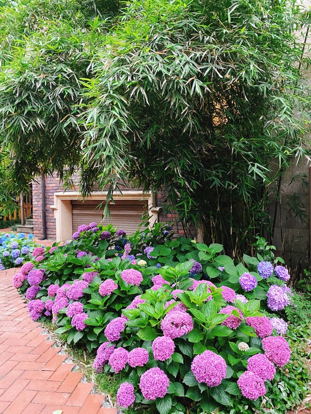 Khu vườn nhà được 2 bà cháu khéo chăm ngập tràn hoa cẩm tú cầu nở rộ đẹp tựa chốn thần tiên - Ảnh 5.