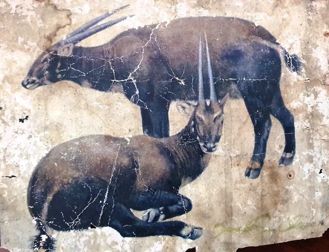 Linh vật SEA Games 31: Kỳ lân Châu Á - linh thú cổ xưa, bí ẩn nhất thế giới - Ảnh 15.