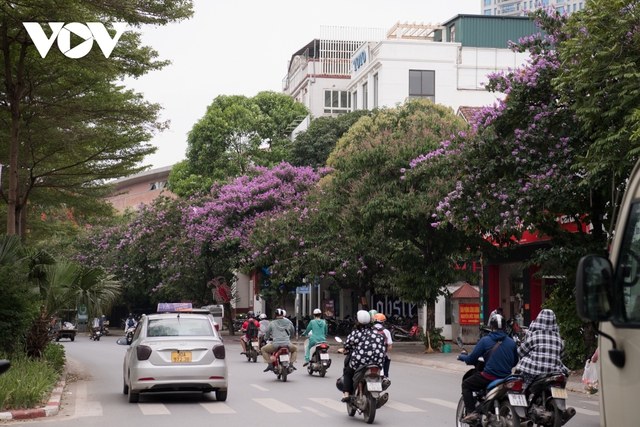 Hoa bằng lăng khoe sắc, nhuộm tím đường phố Hà Nội - Ảnh 13.