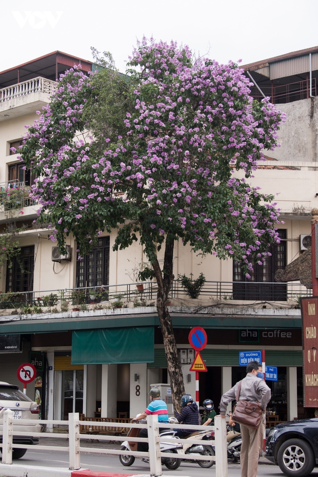 Hoa bằng lăng khoe sắc, nhuộm tím đường phố Hà Nội - Ảnh 3.