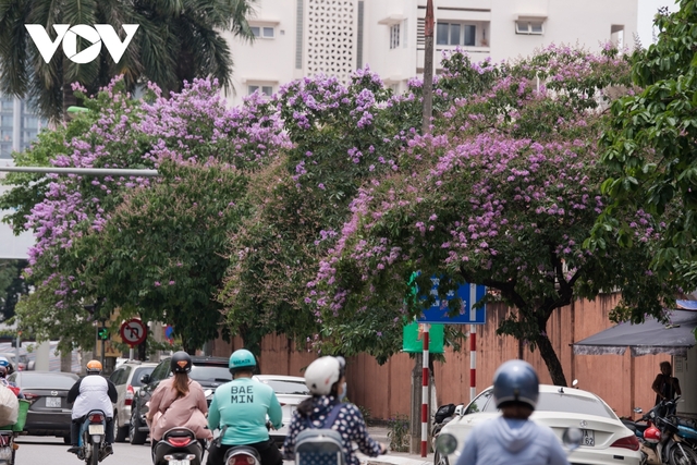 Hoa bằng lăng khoe sắc, nhuộm tím đường phố Hà Nội - Ảnh 7.