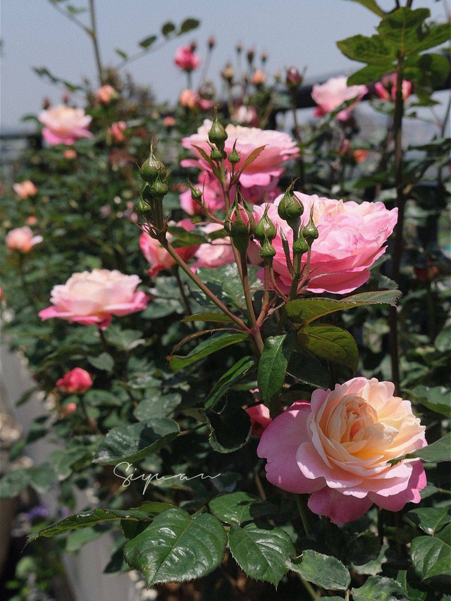  Ngây ngất với khu vườn sân thượng có đến 50 loại hoa hồng, rau xanh, trái cây đều đủ  - Ảnh 3.