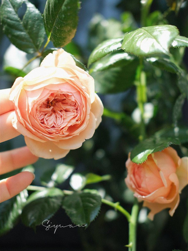 Ngây ngất với khu vườn sân thượng có đến 50 loại hoa hồng, rau xanh, trái cây đều đủ - Ảnh 4.