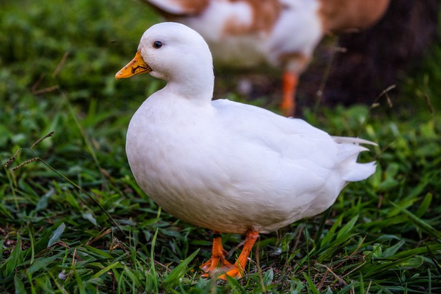 Trào lưu nuôi vịt gọi - Call Duck: Thú vui của đại gia, chấp nhận mùi hôi, tiếng kêu đinh tai vì chúng quá dễ thương - Ảnh 6.