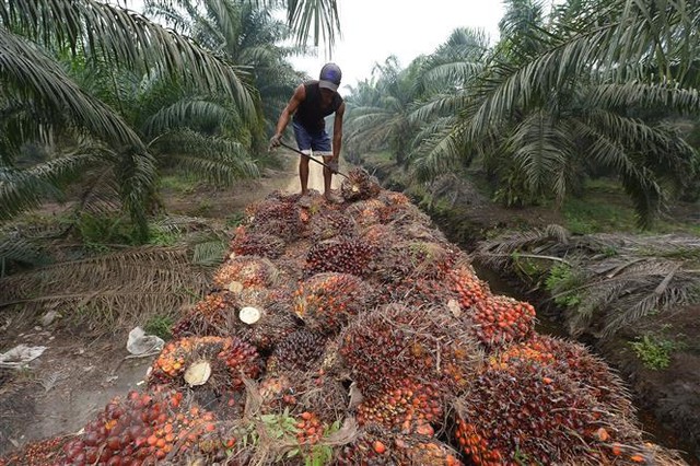 Hết Indonesia cắt nguồn cung dầu cọ đến Ấn Độ dừng xuất khẩu lúa mì - làn sóng bảo hộ lương thực lan rộng khắp thế giới - Ảnh 3.