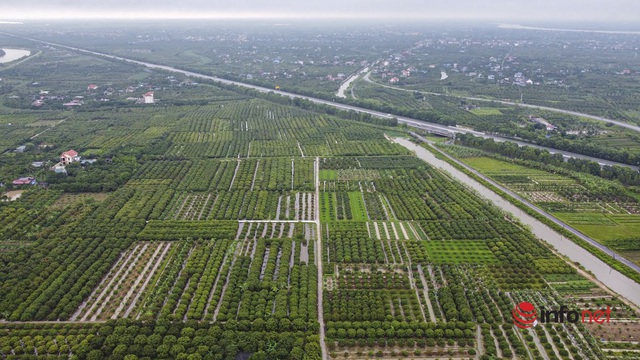海陽農民以高昂的價格種植早熟荔枝，每英畝熱情地賺了數千萬-照片5。