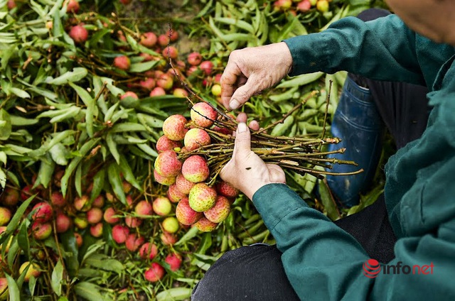 海陽的農民以高昂的價格種植早熟荔枝，每英畝熱情地賺了幾千萬-照片9。