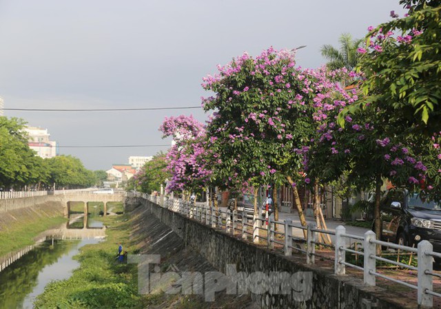 Bằng lăng đua nhau khoe sắc, nhuộm tím nhiều tuyến phố ở TP Vinh - Ảnh 1.