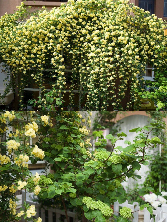 Ngẩn ngơ trước khu vườn nhà 60m² đẹp như tranh vẽ, thác hoa phủ vàng ruộm cả một góc sân - Ảnh 10.