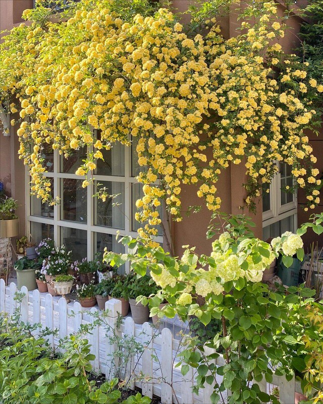 Ngẩn ngơ trước khu vườn nhà 60m² đẹp như tranh vẽ, thác hoa phủ vàng ruộm cả một góc sân - Ảnh 13.