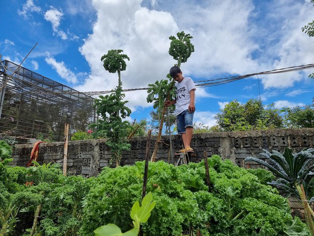 Vườn cải cao 3m ở Đắk Lắk nhờ bí quyết đỉnh của mẹ trẻ, muốn hái phải bắc thang - Ảnh 2.