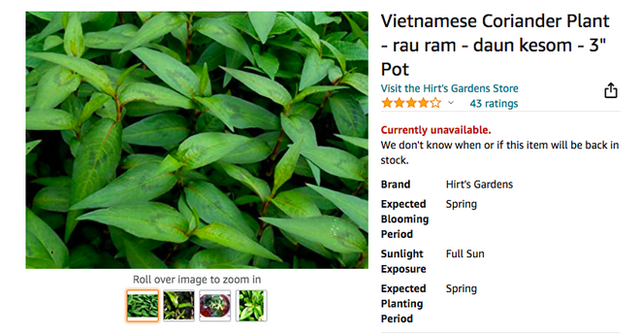 Một loại rau gia vị ở Việt Nam mọc um tùm, sang nước ngoài thành của hiếm, giá bán tăng hơn 120 lần  - Ảnh 3.