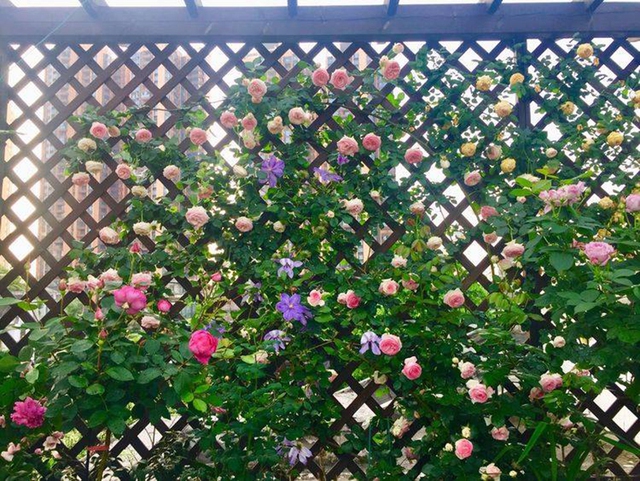 Khu vườn sân thượng độc đáo với tầng trên là hoa hồng rực rỡ, tầng dưới muôn hoa đua nở 4 mùa - Ảnh 12.
