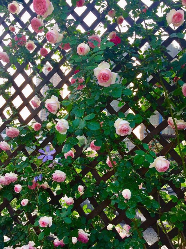 Khu vườn sân thượng độc đáo với tầng trên là hoa hồng rực rỡ, tầng dưới muôn hoa đua nở 4 mùa - Ảnh 13.