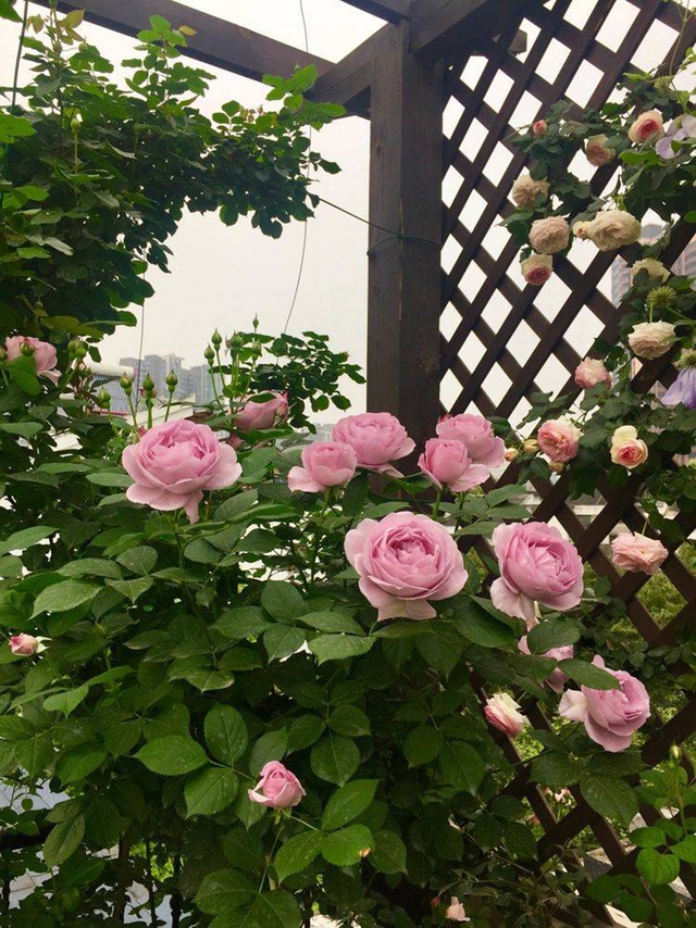 Khu vườn sân thượng độc đáo với tầng trên là hoa hồng rực rỡ, tầng dưới muôn hoa đua nở 4 mùa - Ảnh 15.