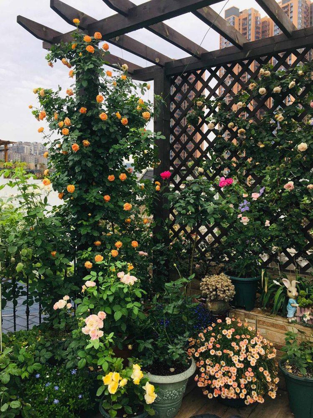 Khu vườn sân thượng độc đáo với tầng trên là hoa hồng rực rỡ, tầng dưới muôn hoa đua nở 4 mùa - Ảnh 16.