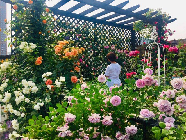 Khu vườn sân thượng độc đáo với tầng trên là hoa hồng rực rỡ, tầng dưới muôn hoa đua nở 4 mùa - Ảnh 18.