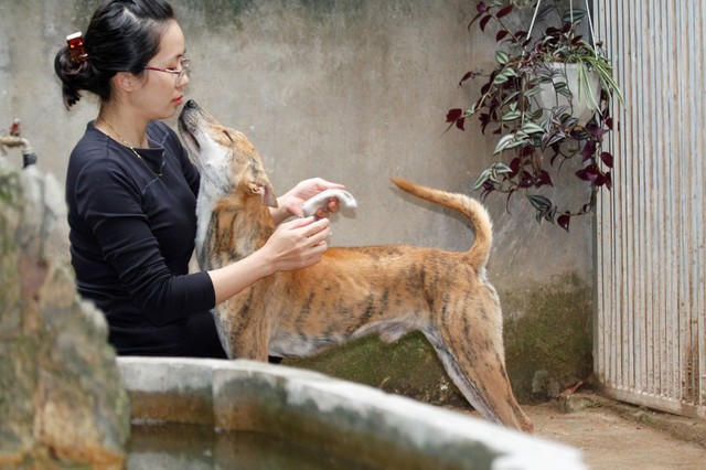 Cô dược sĩ đam mê nuôi chó Phú Quốc, sở hữu ba khuyển vương trị giá một tỷ đồng - Ảnh 10.