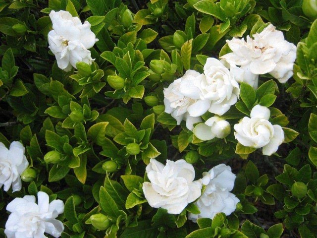 5 loại hoa “không sợ nắng” đặc biệt thích hợp trồng ngoài ban công hay sân thượng - Ảnh 4.