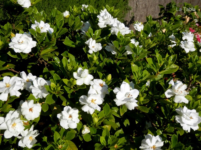 5 loại hoa “không sợ nắng” đặc biệt thích hợp trồng ngoài ban công hay sân thượng - Ảnh 5.