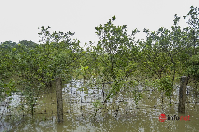 Nước sông lên cao, hàng chục nhà dân ngoại ô Hà Nội chìm trong biển nước - Ảnh 10.