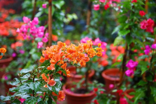 5 loại hoa “không sợ nắng” đặc biệt thích hợp trồng ngoài ban công hay sân thượng - Ảnh 10.