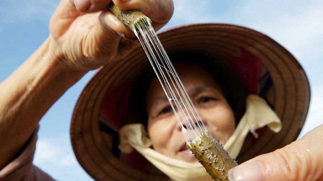 Loại vải quý hiếm bậc nhất thế giới: Việt Nam là 1 trong 3 nước duy nhất sản xuất được - Ảnh 1.
