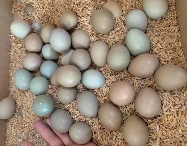 Đắt gấp 5-6 lần trứng gà, loại trứng được ví bổ như ‘sâm’ được chị em nội trợ lùng mua - Ảnh 1.