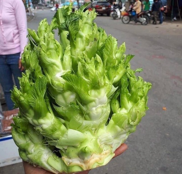 Việt Nam có 4 loại rau giá đắt hơn cả thịt cá, muốn ăn cũng chưa chắc đã có để mua  - Ảnh 5.