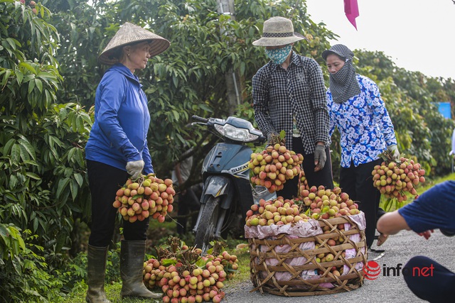 Vải được mùa được giá, cả làng nô nức hò nhau thu hái từ tờ mờ sáng - Ảnh 14.