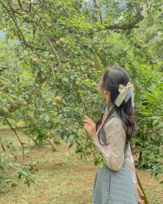 Tranh thủ đang vào mùa, rủ nhau lên cao nguyên Mộc Châu hái mận chín đỏ au - Ảnh 18.