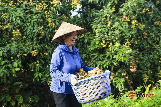 Vải được mùa được giá, cả làng nô nức hò nhau thu hái từ tờ mờ sáng - Ảnh 8.