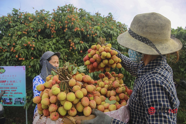 Vải được mùa được giá, cả làng nô nức hò nhau thu hái từ tờ mờ sáng - Ảnh 9.