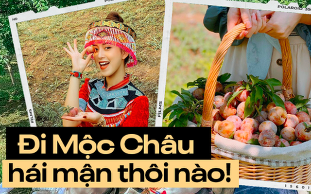 Tranh thủ đang vào mùa, rủ nhau lên cao nguyên Mộc Châu hái mận chín đỏ au