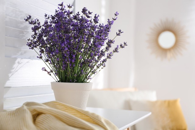 9 loại cây cảnh thích hợp nhất trong phòng ngủ vì khả năng cải thiện chất lượng giấc ngủ ấn tượng - Ảnh 6.