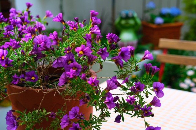 Cặp vợ chồng chi gần 200 triệu cải tạo sân vườn rộng 40m², nhìn vào thành quả mới thấy hoàn toàn đáng giá - Ảnh 17. Cặp vợ chồng chi gần 200 triệu cải tạo sân vườn rộng 40m², nhìn vào thành quả mới thấy hoàn toàn đáng giá - Ảnh 17.