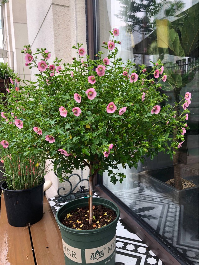 Cặp vợ chồng chi gần 200 triệu cải tạo sân vườn rộng 40m², nhìn vào thành quả mới thấy hoàn toàn đáng giá - Ảnh 25. Cặp vợ chồng chi gần 200 triệu cải tạo sân vườn rộng 40m², nhìn vào thành quả mới thấy hoàn toàn đáng giá - Ảnh 25.