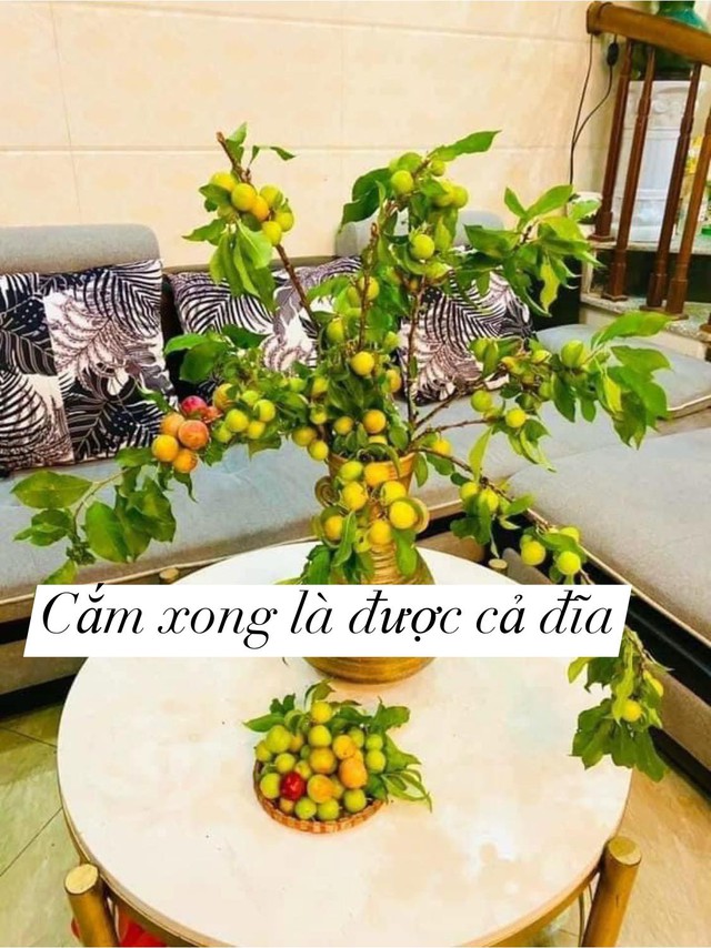 Chị em ở Hà Nội rộ mốt cắm cành quả mận, vừa đẹp nhà mà khi thèm còn vặt chấm muối ớt ăn được liền - Ảnh 7.