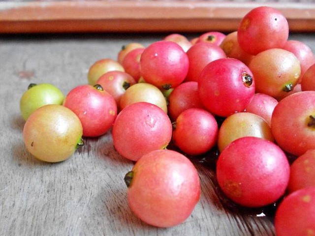 Không cần cherry, việt quất nhập khẩu đắt đỏ, ở Việt Nam có 1 loại quả rụng đầy gốc thay thế tốt, vừa sản xuất collagen vừa phòng chống ung thư - Ảnh 2.