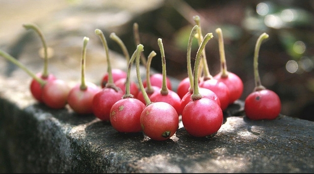 Không cần cherry, việt quất nhập khẩu đắt đỏ, ở Việt Nam có 1 loại quả rụng đầy gốc thay thế tốt, vừa sản xuất collagen vừa phòng chống ung thư - Ảnh 3.