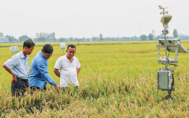 Xuất khẩu gạo khởi sắc, Trung An Rice (TAR) báo lãi quý 1/2022 gấp 8 lần cùng kỳ