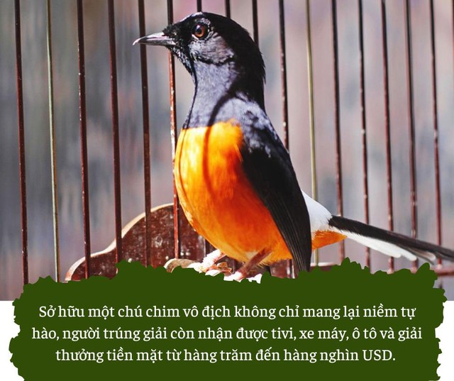 Giống lan đột biến ở Việt Nam, Indonesia bùng lên cơn sốt chim cảnh: Trò tiêu khiển giúp nhiều người đổi đời, nhưng ẩn chứa nhiều bí mật bất chính - Ảnh 2.